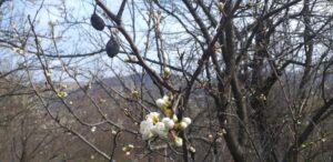 Valori termice până la 18 grade Celsius: se va încălzi considerabil în toată țara