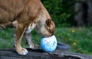 Tragedie în Grădina Zoologică din Gaza: un copil a fost mușcat mortal de o leoaică