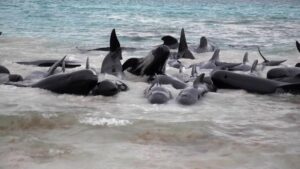 Zeci de balene pilot au murit după ce au eşuat pe o plajă din Australia de Vest Zeci de balene pilot au murit după ce au eşuat pe o plajă din Australia de Vest