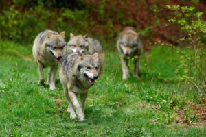 Șefa Comisiei UE: „Concentrarea haitelor de lupi în anumite regiuni europene a devenit un pericol real pentru animale și, potențial, pentru oameni" Șefa Comisiei Europene: „Concentrarea haitelor de lupi în anumite regiuni europene a devenit un pericol real pentru animale și, potențial, pentru oameni"
