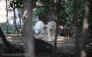 image-2023-09-8-26519614-41-lupi-zoo