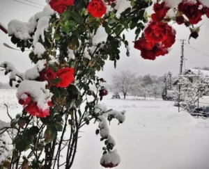 image-2023-11-24-26707182-41-zapada-toamna