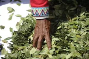 Bolivia: Manifestaţii pentru apărarea frunzei de coca, planta indigenă sacră. „În fiecare colţ al țării, mestecăm coca în fiecare zi” image-2024-01-12-26819635-41-frunze-coca-bolivia