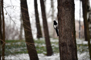 image-2024-01-13-26820758-41-imagine-iarna