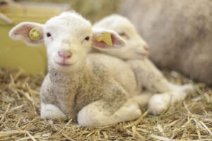 image-2023-04-12-26200767-41-miel