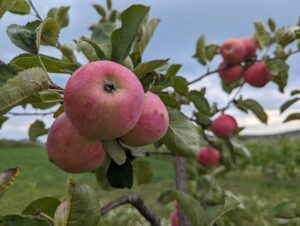 România a importat în ianuarie mărfuri de peste 9 miliarde de euro, în vreme ce exporturile au fost de circa 7 miliarde