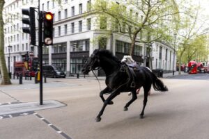 Doi dintre caii armatei britanice au provocat haos în Londra