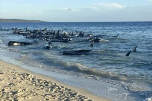 Eforturi disperate de salvare în vestul Australiei, pe o plajă unde 140 de balene au eșuat Eforturi disperate de salvare în vestul Australiei, pe o plajă unde 140 de balene au eșuat
