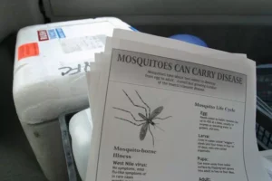 În Europa, se observă o "creștere semnificativă" a cazurilor de dengue și a altor boli transmise de țânțari