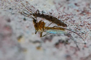 Virusul West Nile face noi victime în România: creștere alarmantă a cazurilor și primul deces raportat profimedia-0596161313