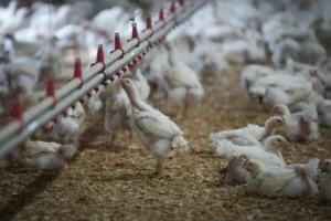 Gripa aviară afectează puternic Germania: sute de mii de păsări au fost sacrificate image-2022-12-7-25948717-41-ferma-gaini-2