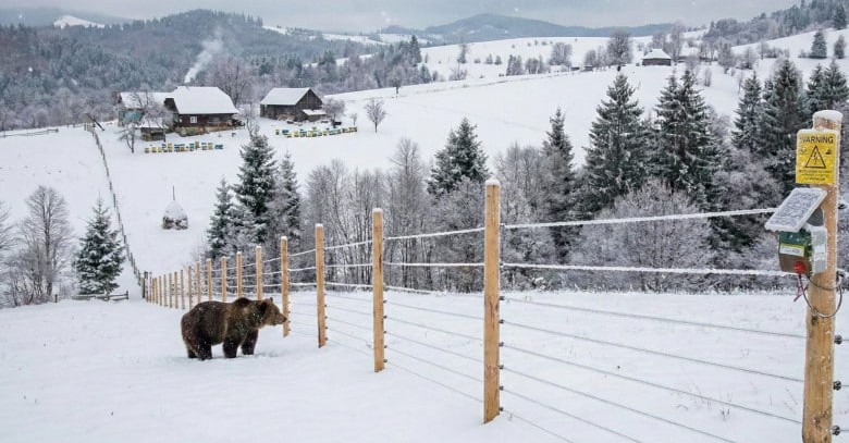 urs în apropierea unui gard electric