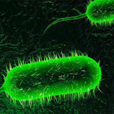 Bacteriile „carnivore” pe plajele Europei: ce sunt vibrionii și ar trebui turiștii să intre în panică? / depositphotos