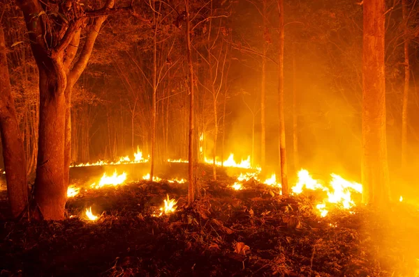 MAE al României avertizează turiștii cu privire la riscul incendiilor de vegetație din Italia / depositphotos