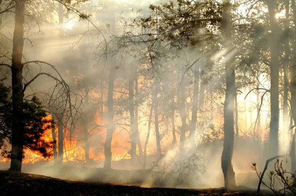 Pompierii români au desfășurat prima misiune de stingere a unui incendiu forestier de amploare în Franța/depositphotos