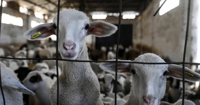 România își apără statutul de cel mai mare exportator de ovine din UE: Tánczos Barna cere deblocarea interdicțiilor europene / depositphotos