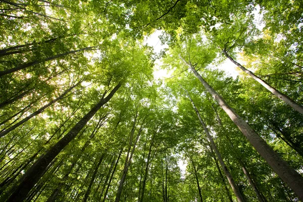 România dublează suprafața pădurilor de stat aflate sub protecție sporită: WWF consideră decizia un pas important pentru biodiversitate / depositphotos