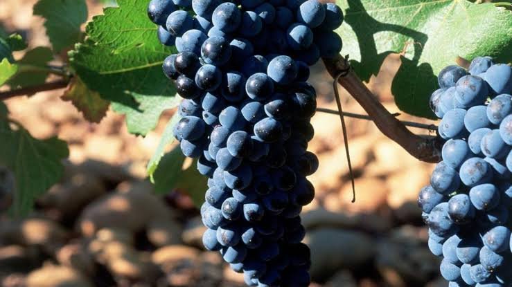 Franța se află în pragul celei mai slabe recolte din ultimii 70 de ani: producția de vin va scădea la un minim istoric / depositphotos