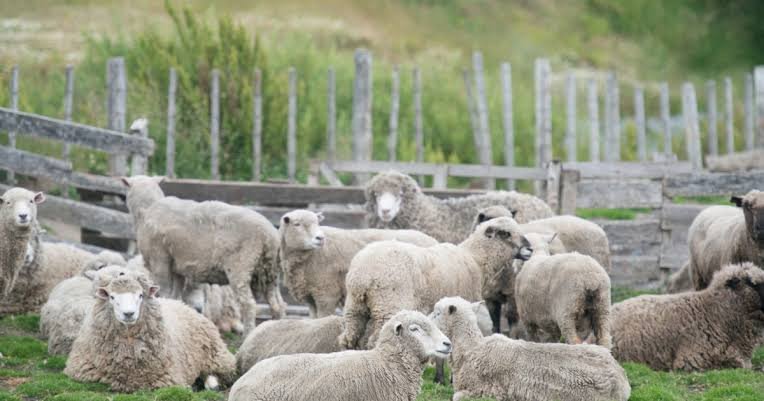 Șeful ANSVSA a anunțat măsurile pentru reluarea exporturilor de ovine. Câte doze de vaccin va primi România / depositphotos
